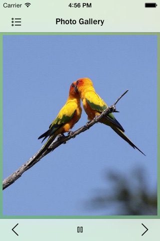 Parrots Species screenshot 2