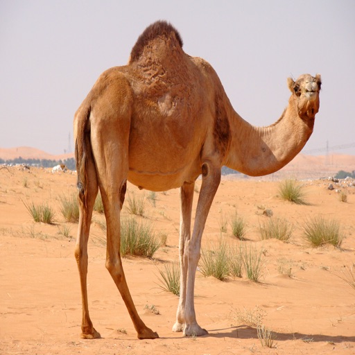 Camel Sounds - From the Hot Desert to Your Device, Ringtones, Alarms and More icon