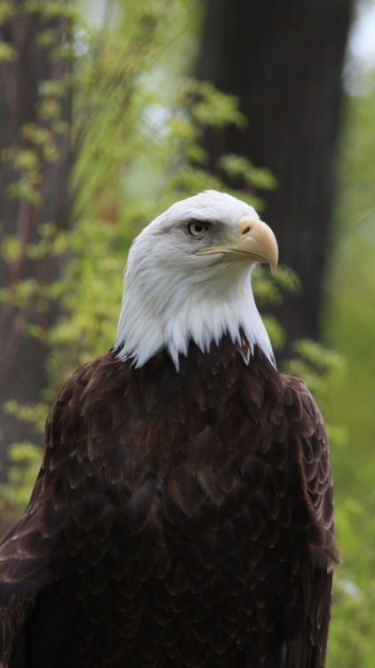 Unique Bird Wallpapers: Stunning Ornithological Backgrounds