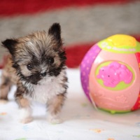 World Records Encyclopedia