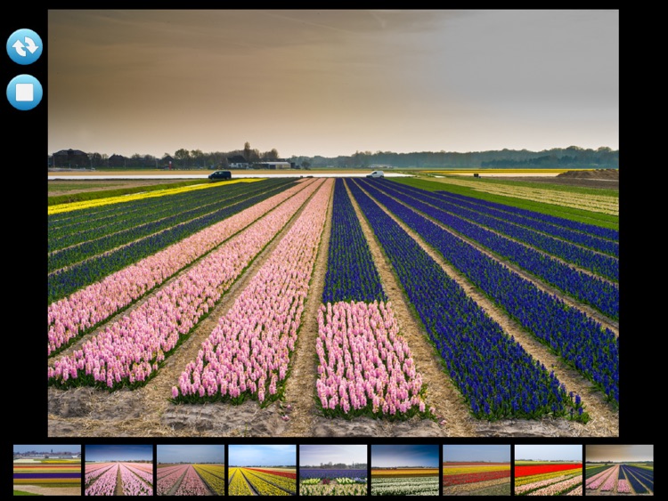 Flowers in Holland screenshot-3