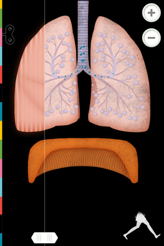 The Human Body Lite screenshot 4