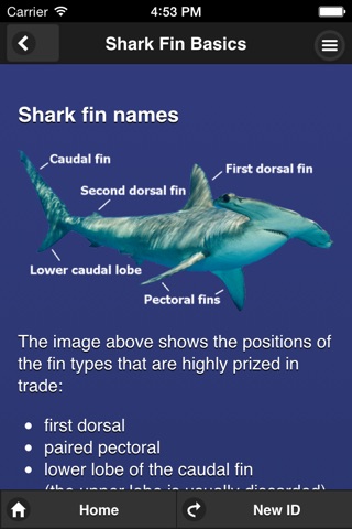 Shark Fin Identifier screenshot 2