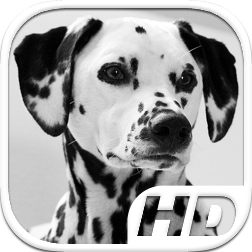 Dalmatian Simulator HD Animal Life iOS App