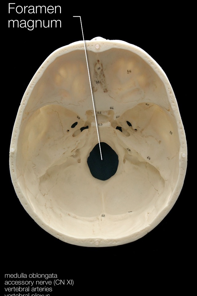 Skull Osteology screenshot 4