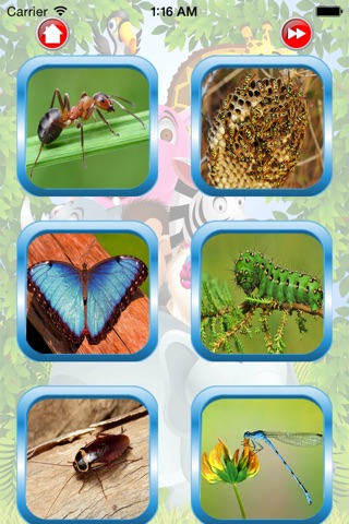 Insect For Kid - Educate Your Child To Learn English In A Different Way screenshot 2