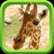 Wild Animal Games & Sounds - Teach Learn & Play