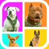 Guess The Dog Breeds Foto Quiz - Watch Pet Doggie,Cute Pup or Hound Dog Pics & Answer Pedigree, New Fun Quizzes!