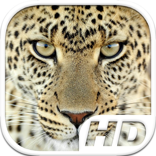 Cheetah Simulator HD Animal Life icon