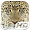 Cheetah Simulator HD Animal Life
