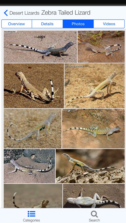 California Reptiles