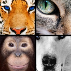 Activities of Quiz Pic: Animals
