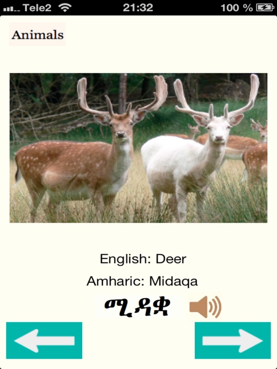 Animals in Amharic Audio screenshot-4