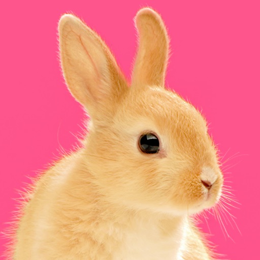 Bunny Jigsaw Puzzle Games for Kids for Free iOS App