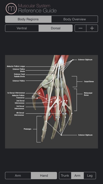 Muscular System Reference Guide