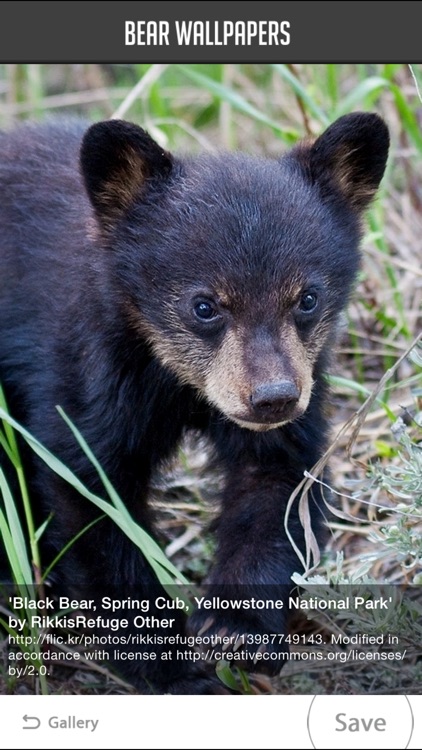 Bear Wallpaper screenshot-3