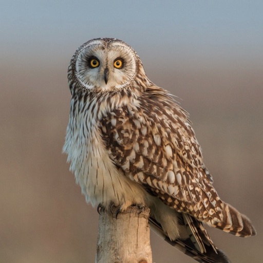 Owls Encyclopedia-Pro icon