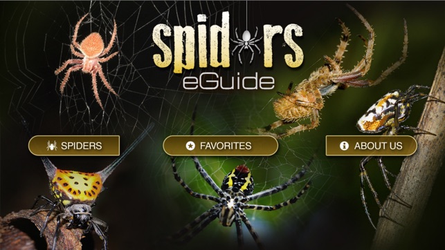 Spiders eGuide(圖1)-速報App