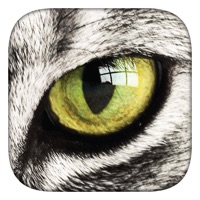 1 Glimpse 1 Word PC 용