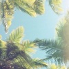 Best HD Palm Trees Wallpapers for iOS 8 Backgrounds: Tropical Seaside Theme Pictures Collection