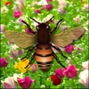 Chaing Bees Free