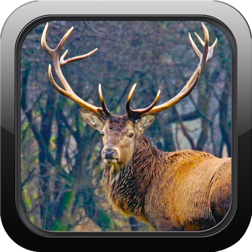 Deer Hunting Pro: Ace Trophy Hunter Icon