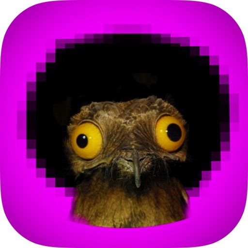 Afro Bird iOS App