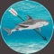 - The goal is very simple: to catch 3 sharks, and not kill any other fish, in 1 minute