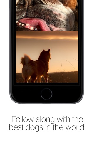 Pack Dog - Post your dog photos and meet dog owners by breed and city screenshot 3