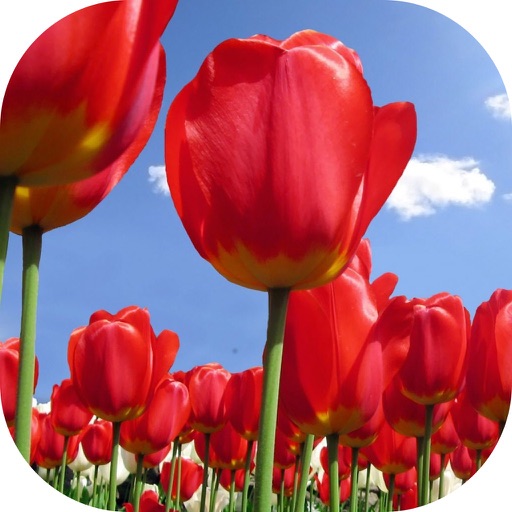 Tulip Wallpaper icon