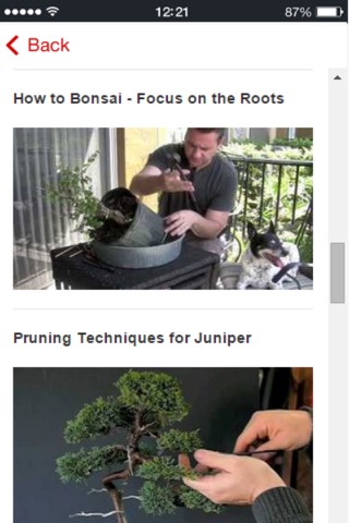 Bonsai Trees - How to Cultivate and Care for Bonsai Trees screenshot 4