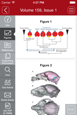 American Journal of Physical Anthropology screenshot 2