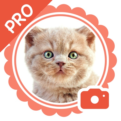 Pet Camera Pro - funny stickers for cat and dogs