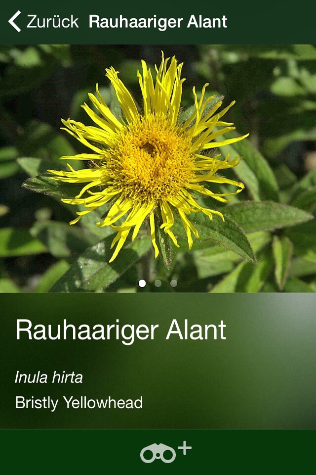 Blütenpflanzen Deutschland Blumen, Sträucher Bäume screenshot 3