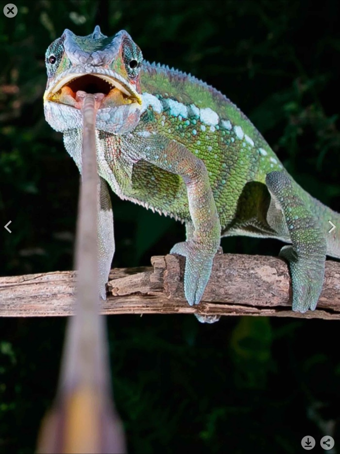 HD Wallpapers for Animals Background  Lock Screen