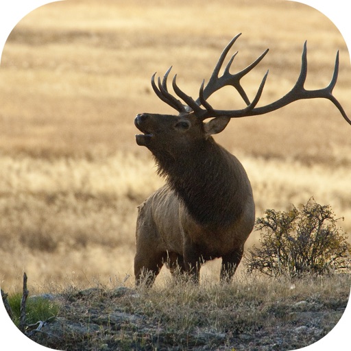 Elk Calls: Hunting Calls Icon