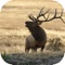 Elk Calls: Hunting Calls