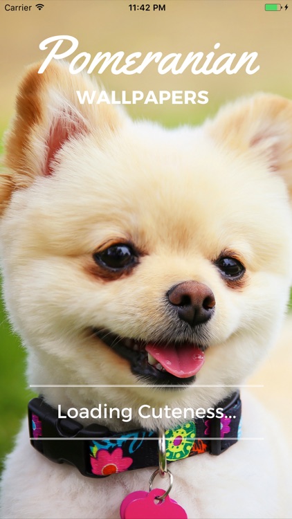 Pomeranian Dog Wallpapers Pro screenshot-4