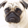 Pug Dog Animated Stickers