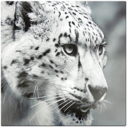 Snow Leopard Simulator 2017: Wild Big Cat Attack Icon