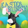 Easter Bunny Yourself Dress Up Photo Editor