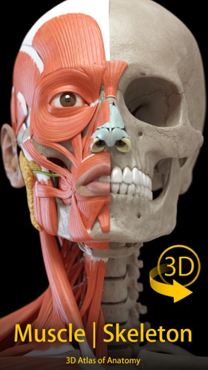 Muscle | Skeleton - 3D Anatomy(圖1)-速報App