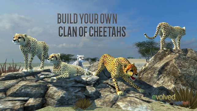 Clan Of Cheetahs