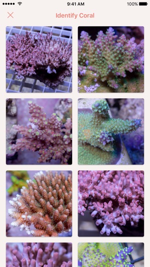 Atoll - Coral Identification App(圖4)-速報App