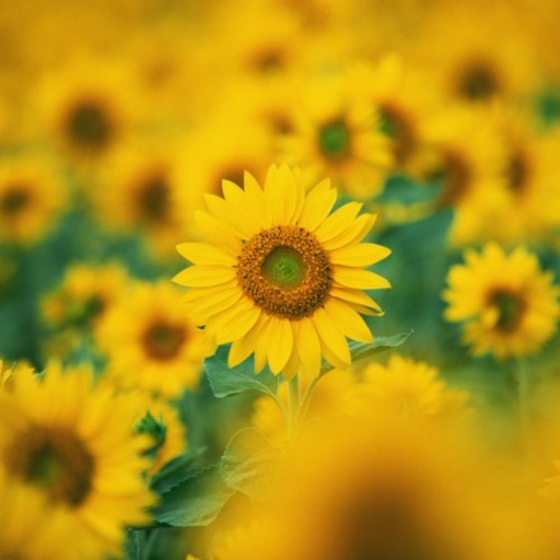 Sunflower Wallpapers icon