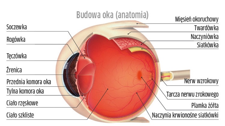 Atlas Okulistyka PTO