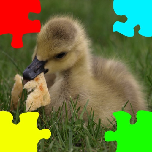Ducklings, Goslings Jigsaw Puzzles iOS App
