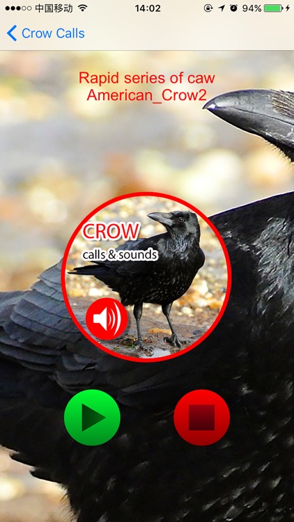 Crow Hunting Calls & Sounds - Real Sounds