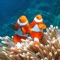 Free amazing Aquarium Wallpapers