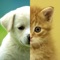 You can find and Browse Collection about Cats & Dogs Animal Wallpapers